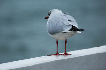 seagull on the pier on the Baltic Sea