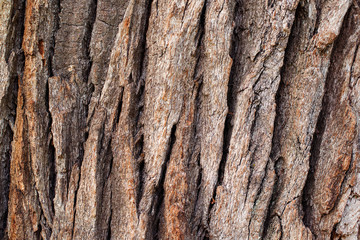 Bark of millennial oak tree in nature forest.