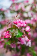 Fototapeta na wymiar Flowering branches of sakura, cherry, apple tree in the spring garden.