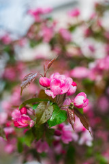 Flowering branches of sakura, cherry, apple tree in the spring garden.