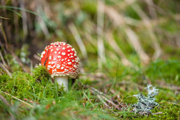 Young Amanita Muscaria grown up inside a forest in Dolomites (Italy)