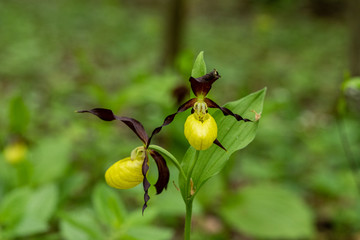 Obuwik , Cypripedium L. , roślina chroniona , orchidea .
