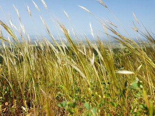 Obraz premium Paesaggio