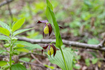 Obuwik , Cypripedium L. , roślina chroniona , orchidea . © Manetho