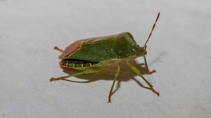 Grüne Stinkwanze