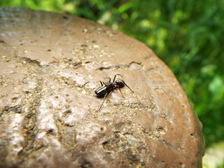 アリグモ spider like a ant