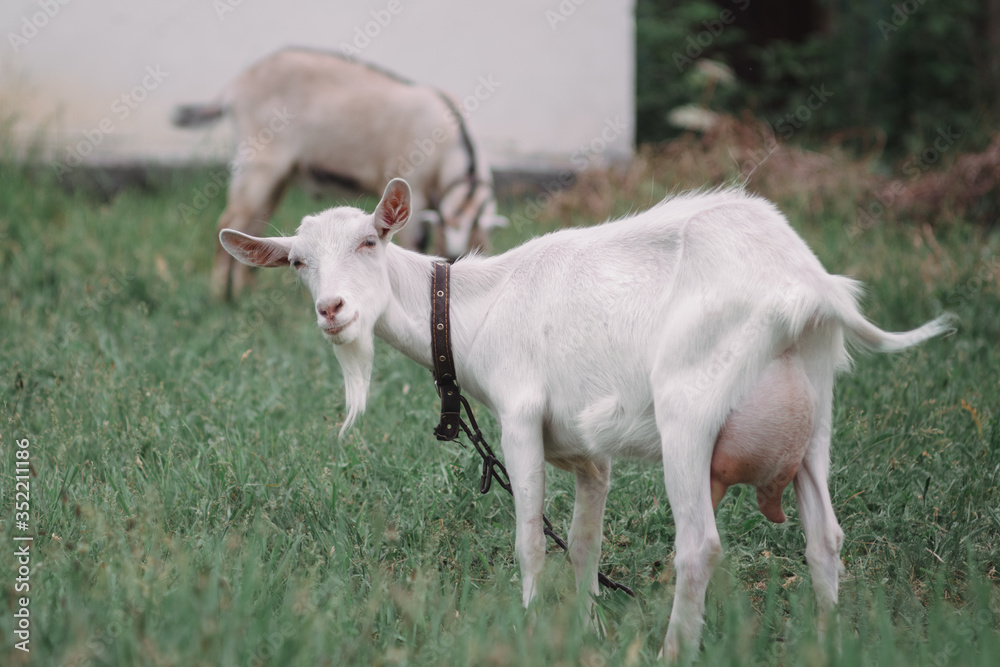 Wall mural Two goats graze in a meadow. Livestock, farming.