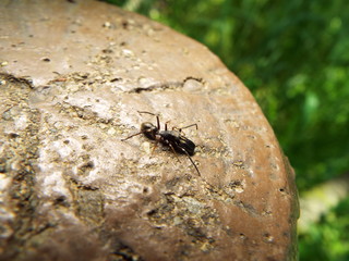 アリグモ spider like a ant