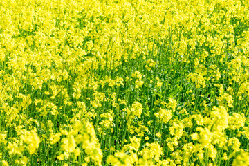 Obraz premium 北海道 札幌市郊外の菜の花畑