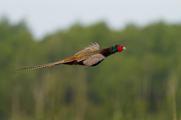Common pheasant (Phasianus colchicus)