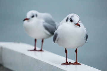 seagull on the pier on the Baltic Sea