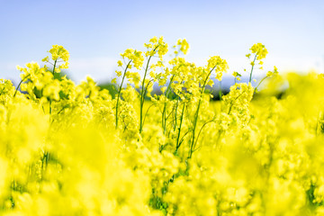 北海道　札幌市郊外の菜の花畑