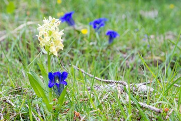 Gentian flowers on green meadow. Blue flower detail