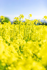 Fototapeta premium 北海道 札幌市郊外の菜の花畑