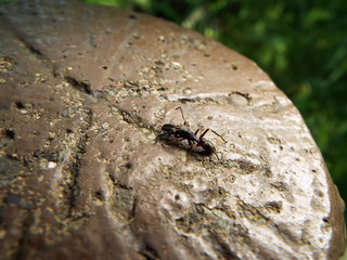 アリグモ spider like a ant