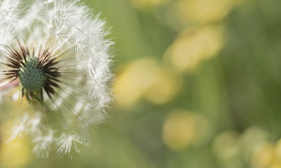 White fluffy dandelions in spring, can be used as background.