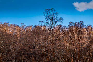 A forest in the Snowy Mountains, burnt down during the bush fires in Australia.