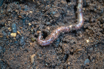 Macro shot of red worms Dendrobena in manure, earthworm live bait for fishing
