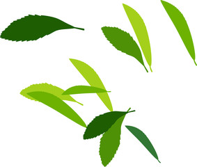 Silhouettes of green leaves on white background 