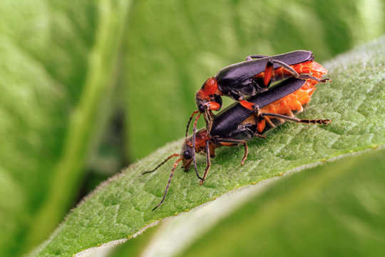 breeding soldier beetles on a leaf