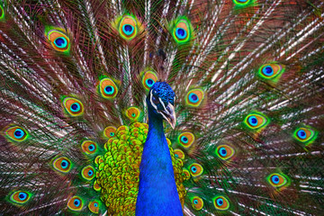 Fototapeta na wymiar A beautiful male peacock fluffed a colorful multicolored tail. Mating dance of a bird or courtship of a female