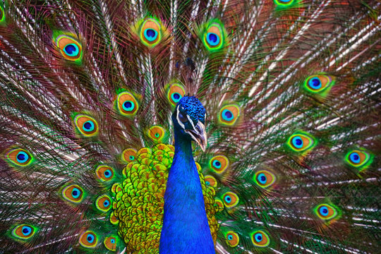 A beautiful male peacock fluffed a colorful multicolored tail. Mating dance of a bird or courtship of a female