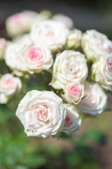 bouquet of pink roses