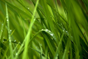 juicy grass with dew drops, rain close-up