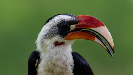 Von der Decken's hornbill Tockus deckeni, adult male portrait,  Tarangire, Tanzania, January 2020