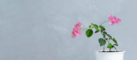 Pink bougainvillea flowers in white flower pot. gray on background. panorama