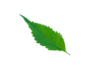 Green leaf. Isolated on a white.