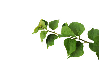 Fototapeta na wymiar Green leaves isolated on a white background.