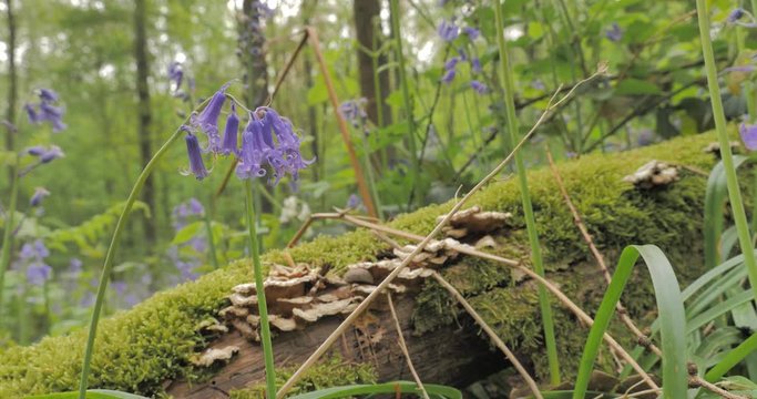 champignons sur un tronc couch&eacute; dans les bois 