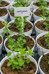 Young Seedling of a marjoram, Origanum majorana in flowerpot set in rows at garden shop. Spring is best time for gardening and planting natural herbs.
