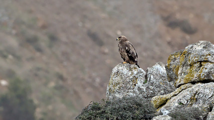 Steppe eagle (Aquila nipalensis), Crete