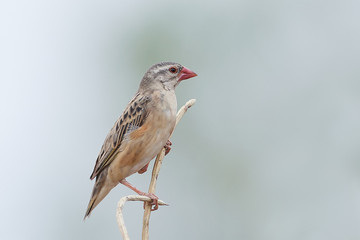 Red-billed quelea (Quelea quelea)