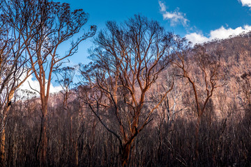 Obraz na płótnie Canvas A forest in the Snowy Mountains, burnt down during the bush fires in Australia.