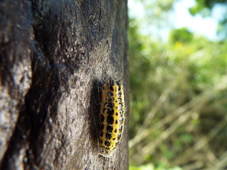 キアシドクガ 蛹 pupa of moth