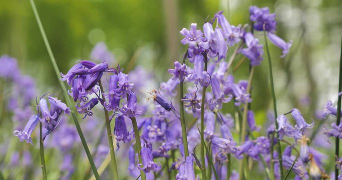 jacinthe des bois en gros plan 