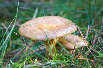 delicious milkcap ( Lactarius deliciosus )