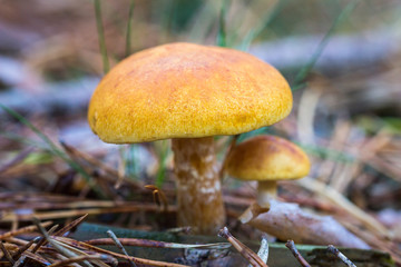 little gym ( Gymnopilus penetrans )