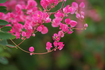 Chain of love flowers Mexican creeper blooming on branch tree with bees in nature background