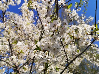 
cherry flowers in early spring