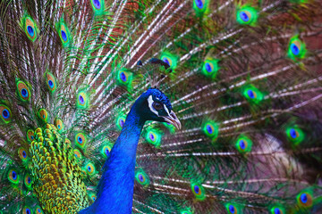 Naklejka premium A beautiful male peacock fluffed a colorful multicolored tail. Mating dance of a bird or courtship of a female