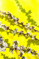 Blooming apple tree flower branch on the yellow background with copy space/. Springtime concept.