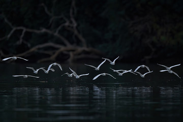 Cattle egret (Bubulcus ibis)
