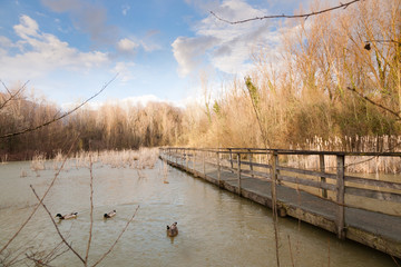 Old wood footbridge on lagoon, rural landscape