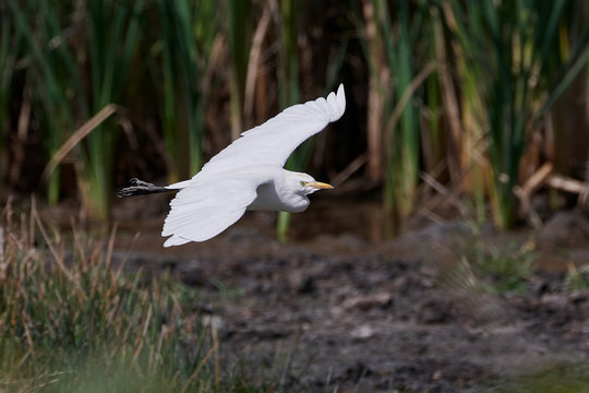 Cattle egret (Bubulcus ibis)