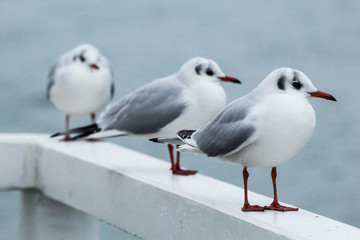 seagull on the pier on the Baltic Sea