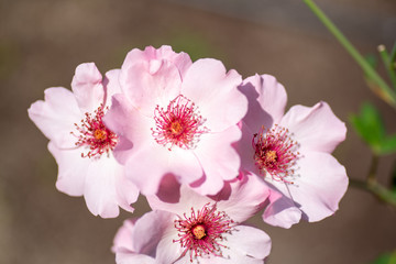 pink and white flower
